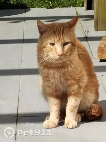 Chat roux maigre trouvé à Treillières - photo