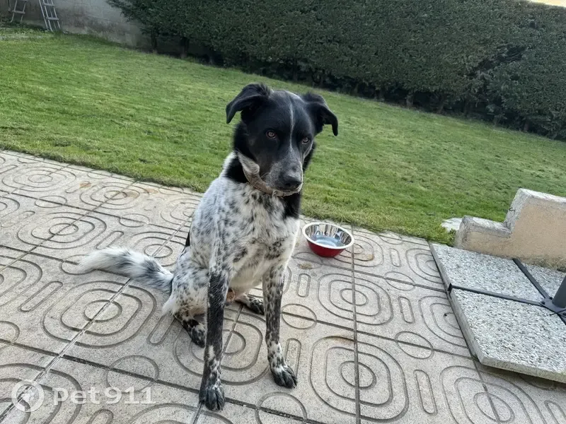 Chien nommé Tango trouvé à Saint-Léger - photo