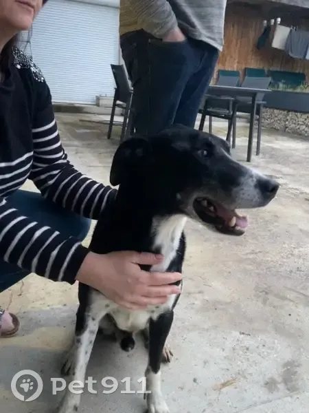 Chien mâle perdu trouvé à Condamine - photo