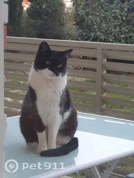 Chat perdu à Pollestres retrouvé - photo