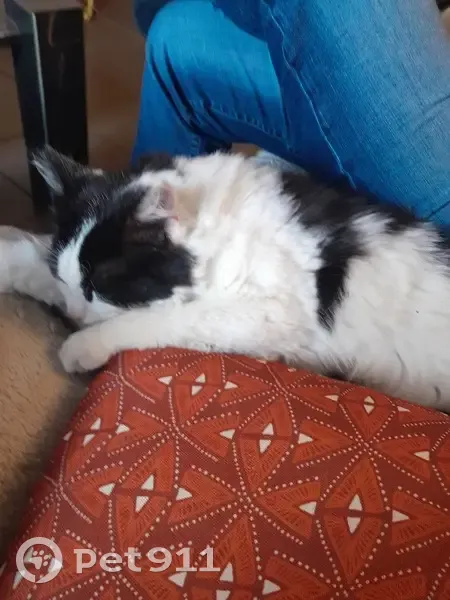 Chat doux trouvé à Gleize 504 - photo