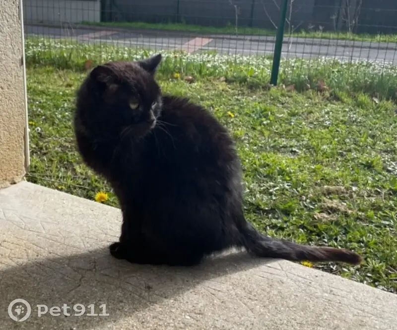Chat noir et blanc trouvé à Tergnier - photo