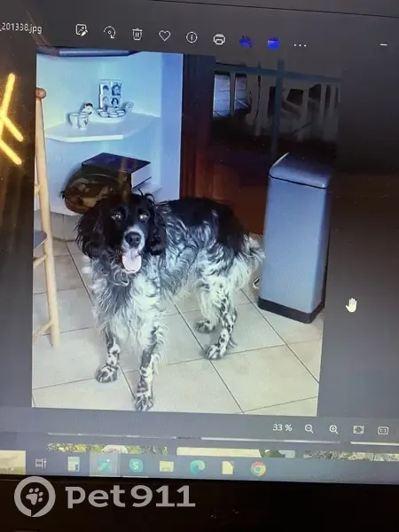 Chien Setter Anglais perdu à Alban - photo