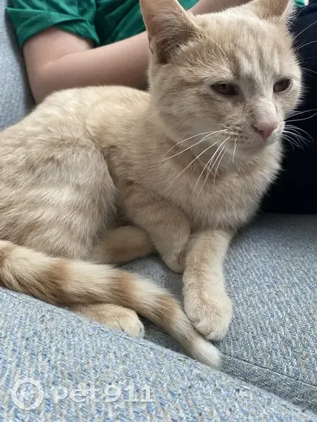 Chat roux trouvé à Roubaix - photo