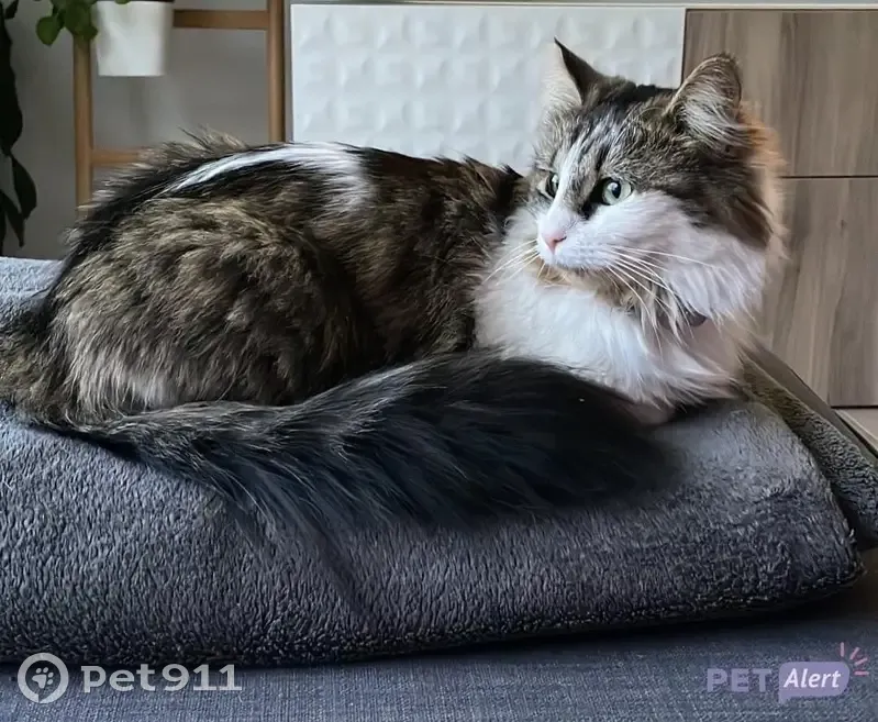 Chatte grise/blanche perdue à Authezat - photo