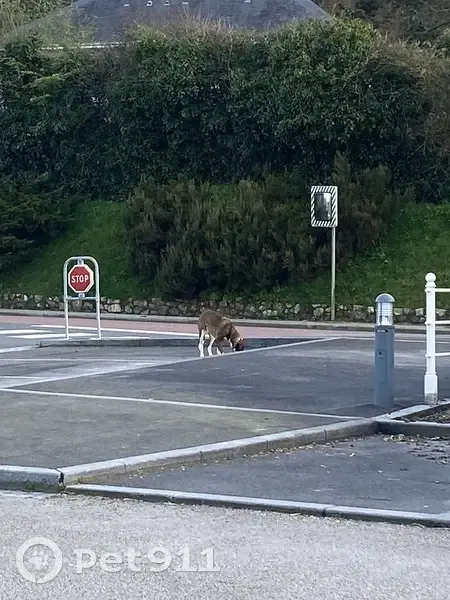 Chien égaré à La Hague - photo