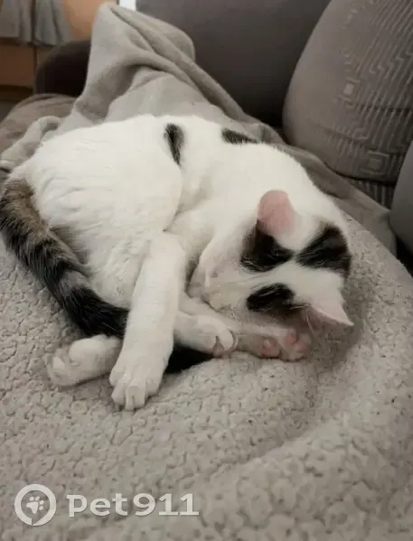 Chaton perdu à Tours - Pucé - photo