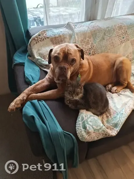 Chien Dogue de Bordeaux perdu - photo