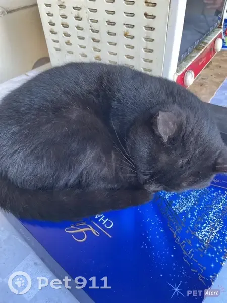 Chat affectueux trouvé à Troyes - photo