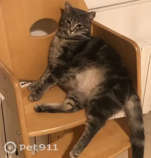 Chatte Toupie perdue - Valognes - photo
