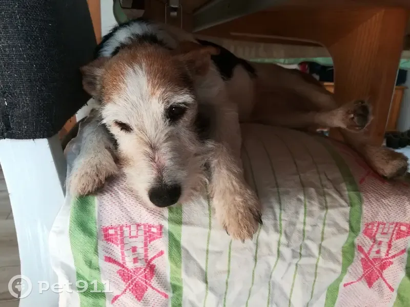 Chien Jack Russell blessé trouvé - photo