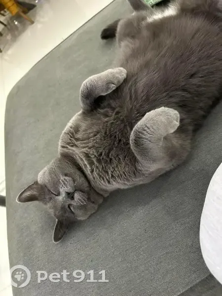 Chat ONNY gris disparu à Denting - photo