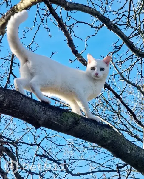 Chat blanc perdu à Moret-Loing - photo