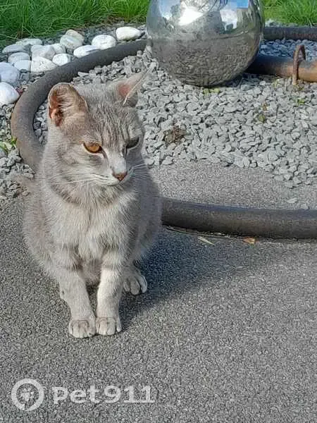 Chatte grise perdue - Méricourt - photo