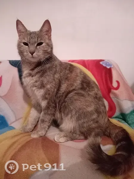 Chat perdu à Saint-Étienne - photo