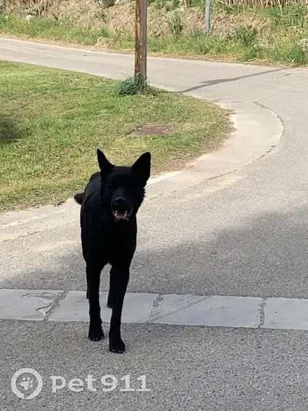 Chiot sans collier aux Puits Neufs - photo