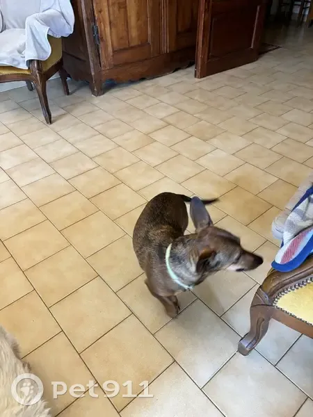 Podenco marron perdu à Annonay - photo