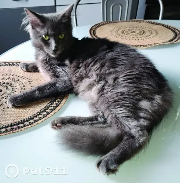 Chat gris perdu à Ploumagoar - photo