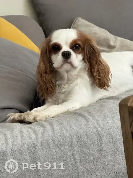 Perdu: Cavalier King Charles - photo