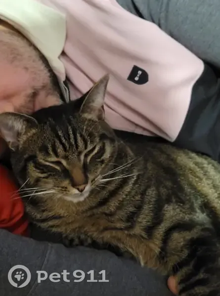 Chat tigré perdu à Lille - photo
