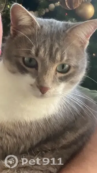 Chat Rio gris-blanc perdu - photo