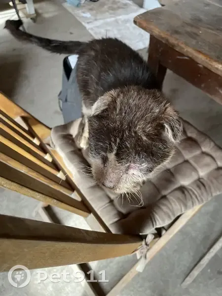 Chat malade retrouvé à Draché - photo