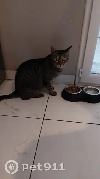 Chat Milka perdu à Mérignac - photo