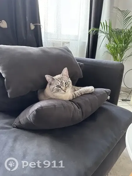 Chat uoy disparu à Villeneuve - photo