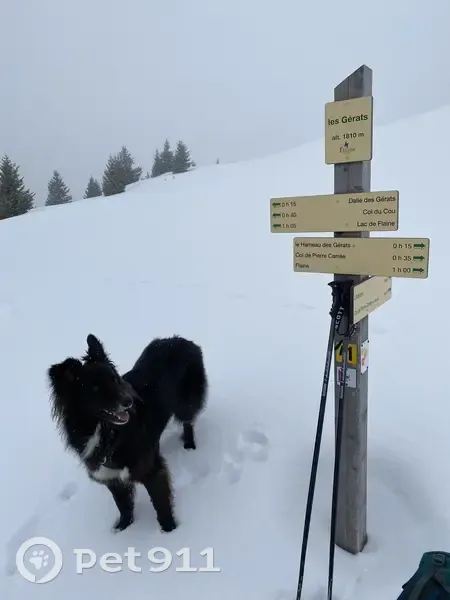 Luna, chien perdu à Flaine - photo