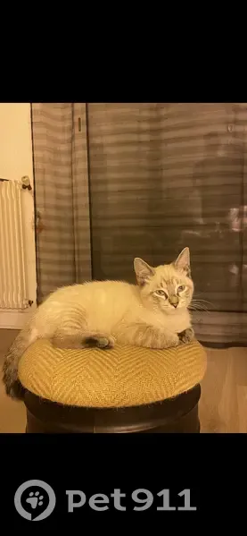 Chatte beige perdue - Yeux bleus - photo