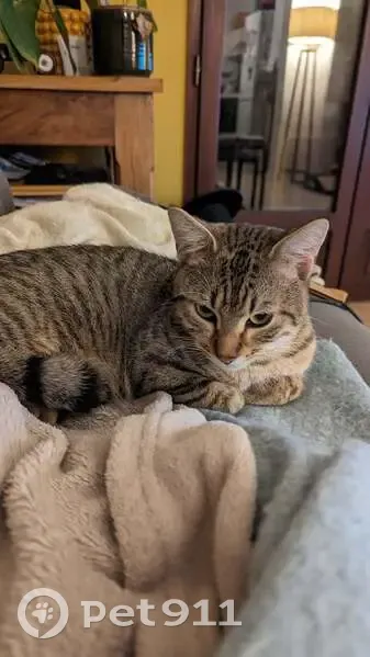 Chaton Robert disparu à Bordeaux - photo