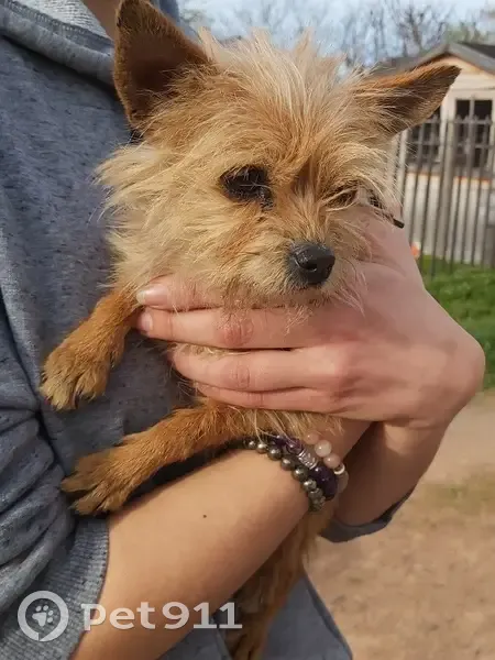 Chiot Yorkshire trouvé à Riom - photo