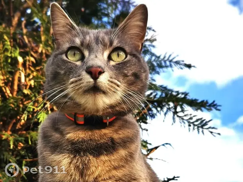 Chatte tigrée perdue à Serrières - photo