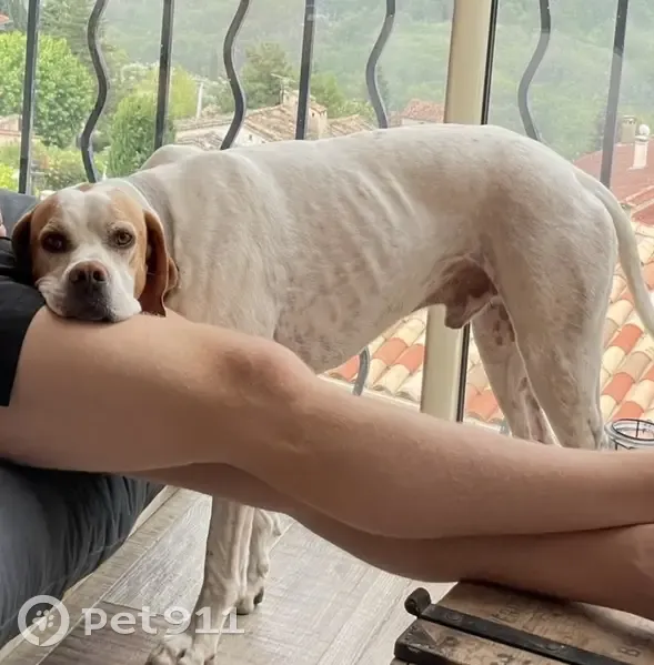 Chien ORKA perdu près du canal - photo