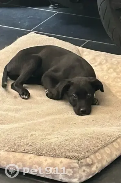 Chiot noir et blanc perdu - photo