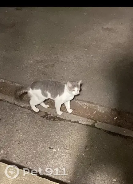 Chat bicolore trouvé à Roubaix - photo