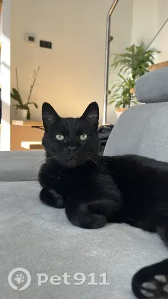 Spooky, chat noir perdu à Nancy - photo