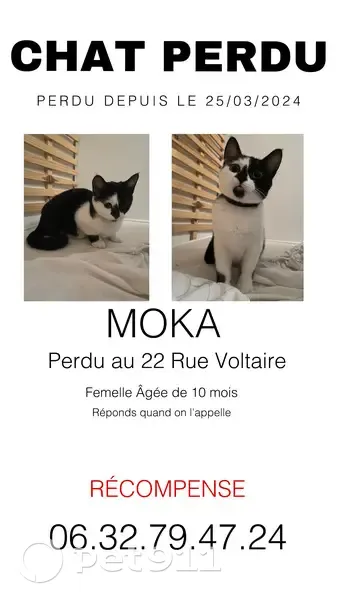 Chatte noire/blanche perdue à Narbonne - photo