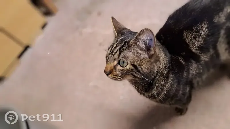 Chat non pucé trouvé à Saumur - photo