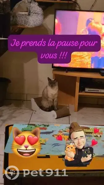 Chatte perdue: Aidez-nous à la retrouver! - photo