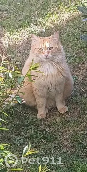 Chat perdu à Annemasse retrouvé - photo