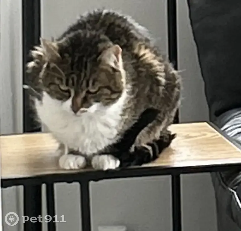 Chatte épileptique perdue - photo