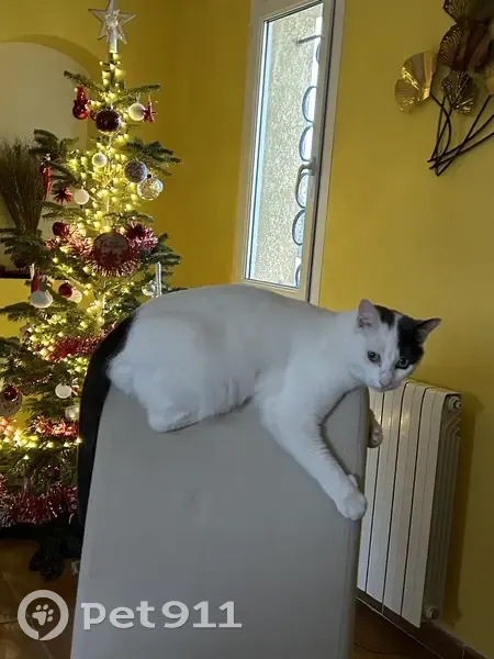 Chat blanc et noir perdu à Mérignac - photo