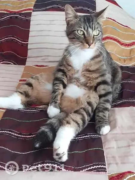 Chat tigré perdu à St Hilaire - photo
