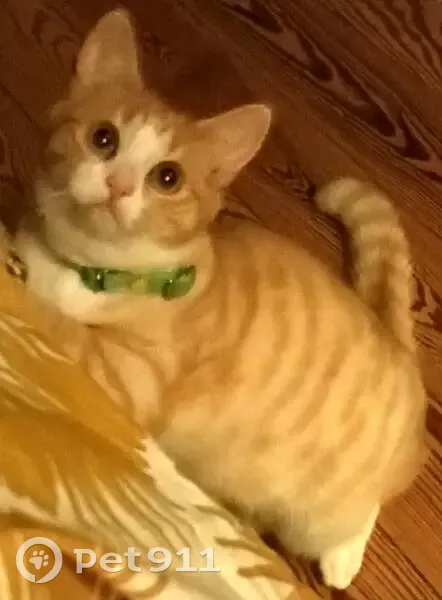 Chaton perdu à Bordeaux, pucé - photo