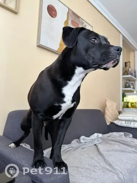 Trouvée: Petite chienne Drancy - photo