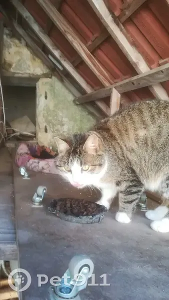 Chat câlin trouvé à Villefroide - photo