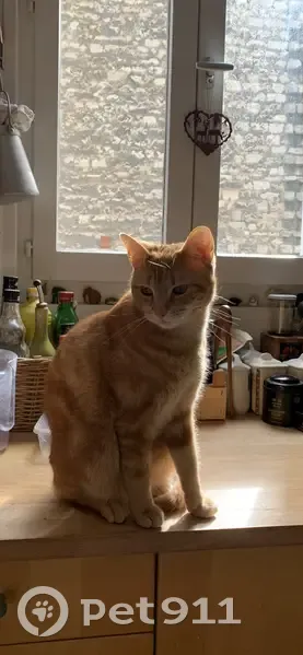 Chatte rousse perdue à Paris 19 - photo