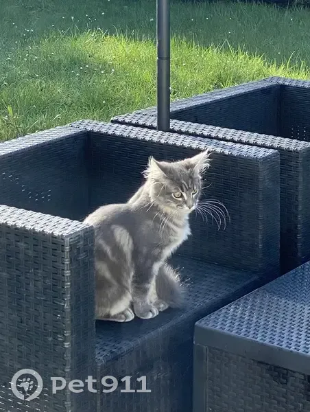 Chaton gris-blanc perdu à Roissy - photo