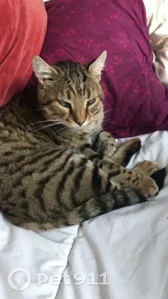 Matou tigré de 11 ans perdu - photo